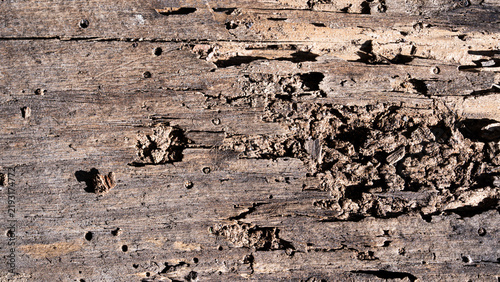 Quadro su tela Termite damage in decaying timber