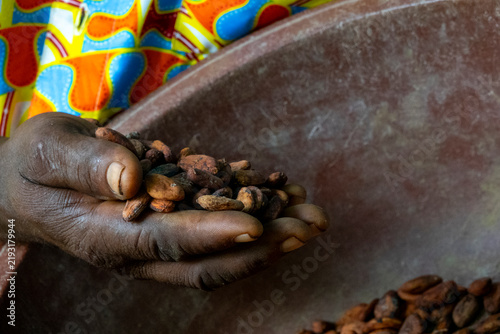 A woman's hand holds a handful of dried cocoa beans above a metal bowl, Région des Lacs, Yamoussoukro, Ivory Coast