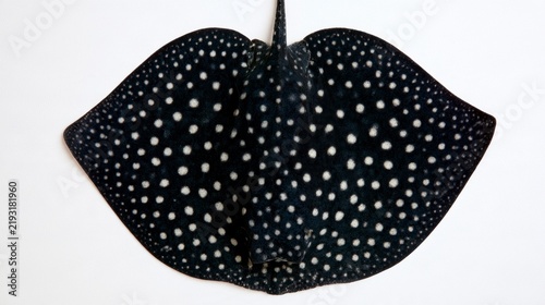 Black Diamond Stingray (Potamotrygon leopoldi) with striking white spots isolated on white background
