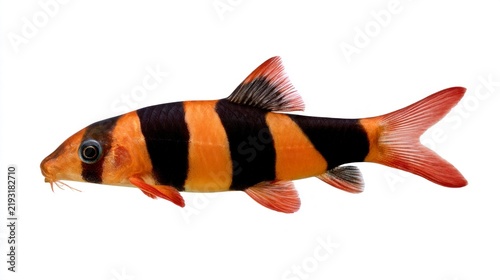 Clown loach (Chromobotia macracanthus) isolated on white background