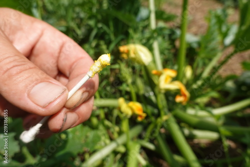Hand pollinating zucchini flower with a cotton swab, ensuring successful fruit development in a home garden