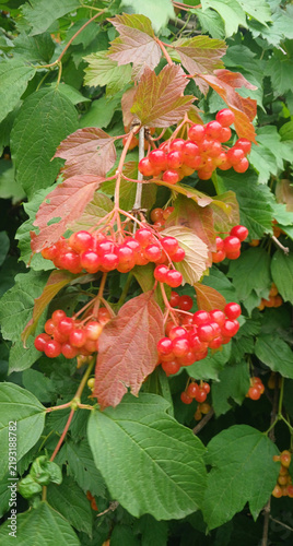 Fotografía Red viburnum opulus berries on branches with autumn colorful leaves