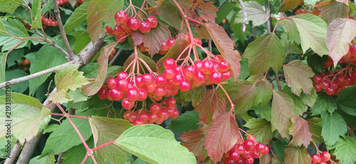 Konstfotografi Red viburnum opulus berries on branches with autumn colorful leaves