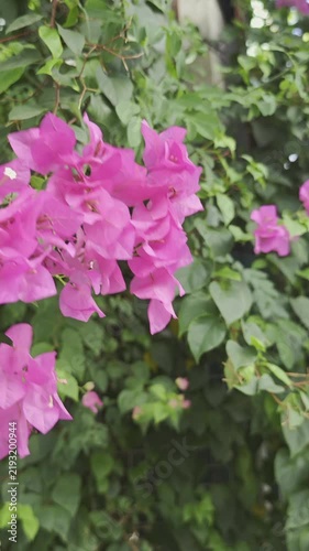 Blooming tropical shrub with pink flowers swaying in the wind. Bougainvillea. Slow-motion.