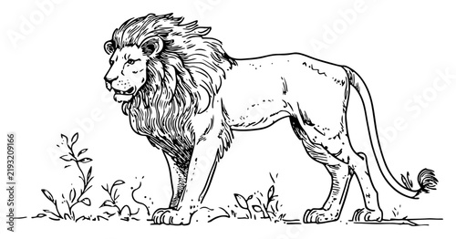 Photography Lion with majestic mane standing profile view in hand drawn doodle style