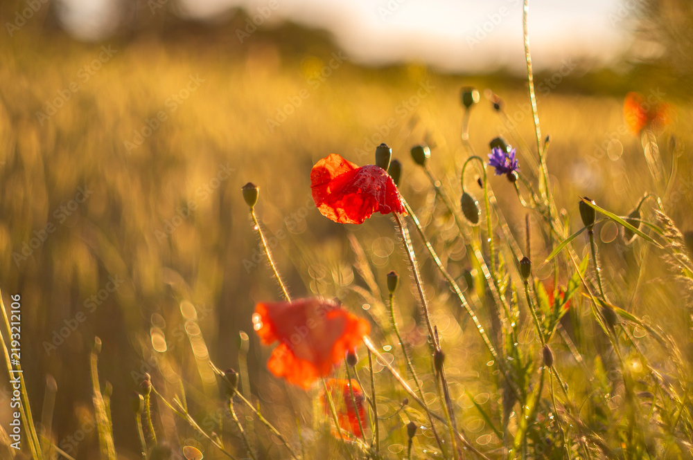 Obraz premium poppies in the field
