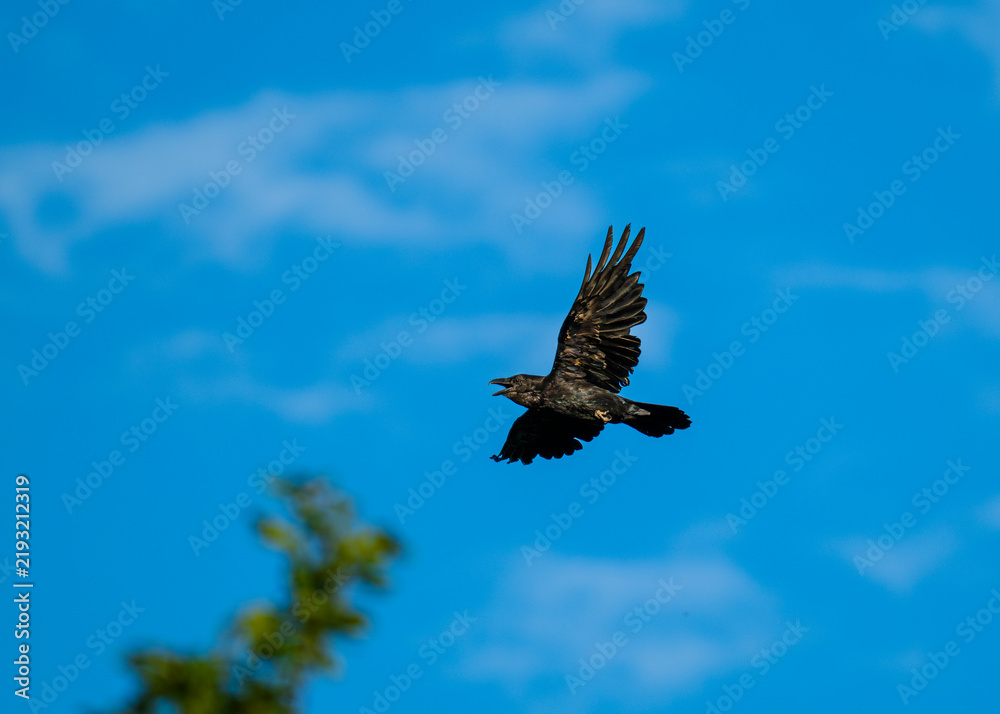 Fototapeta premium Raven, Corvus corax