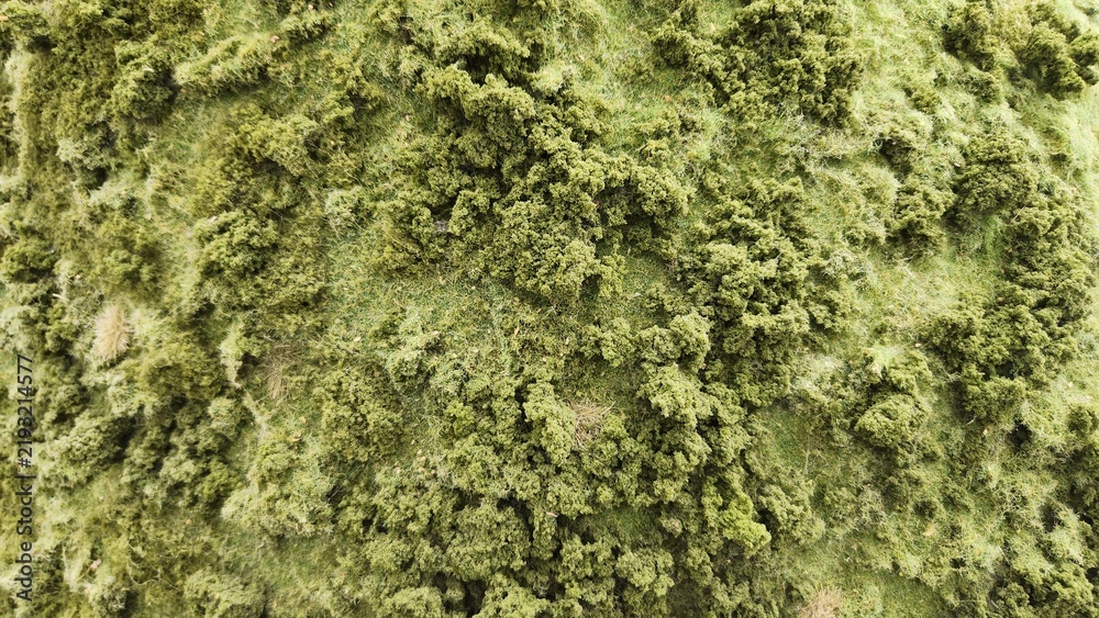 Fotografie artificial landscaping with light green moss texture, artificial green moss text