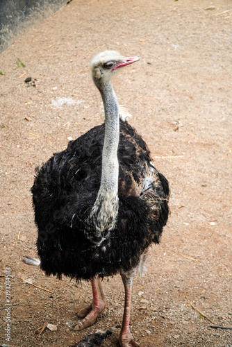 Фотография A large ostrich stands on dusty ground with long neck and black feathers, red beak and legs, in natural outdoor setting, calm posture, detailed plumage, earthy background, wildlife observation scene