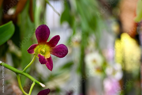 Fotografie Close Up of Orchid Flower with Detailed Petals and Labellum