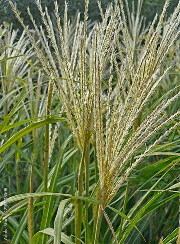 Foto Close-up in portrait format, leaves of Chinese silvergrass, Japanese silvergrass (Miscanthus sinensis) and its silvery-white panicle flower