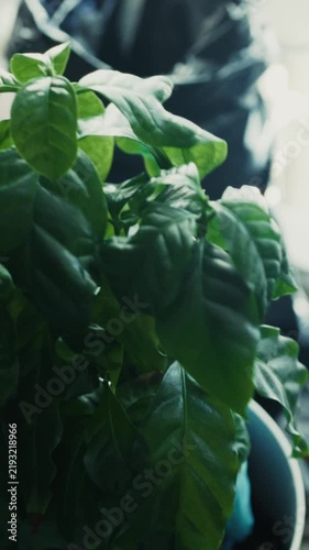 Transplanting Coffee Plant Roots