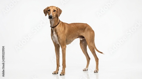 Obraz na płótnie Elegant Hound Dog Standing Studio Portrait