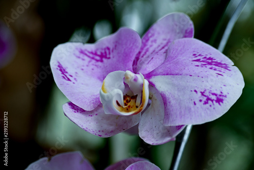 Obraz na plátně Close Up of Orchid Flower with Detailed Petals and Labellum