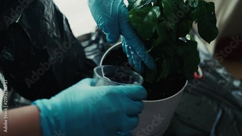 Watering Repotted Coffee Tree in Pot