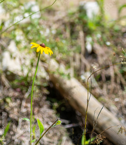 Foto A stubborn black eyed susan flower claims a space in a forest clearing