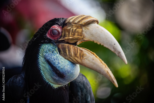 Canvastavla Los cálaos, conocidos en inglés como hornbills, se han convertido en una famosa atracción urbana en Nom Pen (Phnom Penh), la capital de Camboya