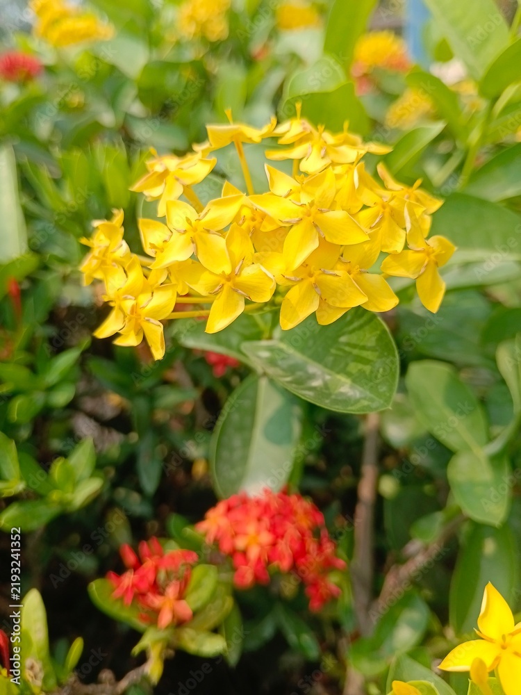 Fototapeta premium yellow flowers in the garden
