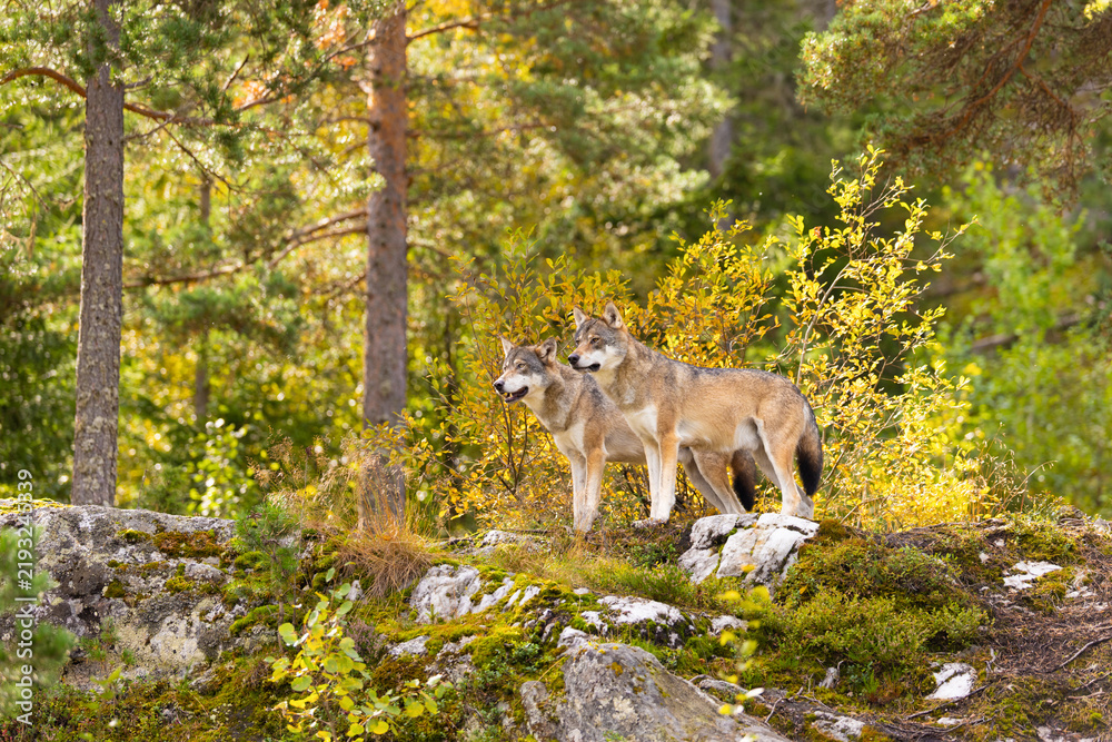 Obraz premium Two wolves standing alert on mossy rocks in sunlit Scandinavian forest