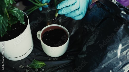 Hands in blue gloves planting aloe vera sprout in pot