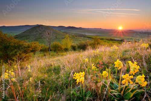 Cuadro en lienzo Bright sunburst sunrise over rolling hills with blooming yellow cowslips in the