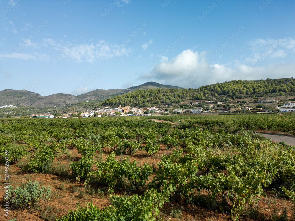 Obraz premium Expansive vineyard rows on sunlit slopes near Llíber, Alicante, Spain, with village and mountains under blue sky - stock photo