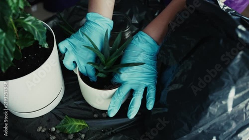 Hands in blue gloves planting aloe vera into ceramic pot indoors