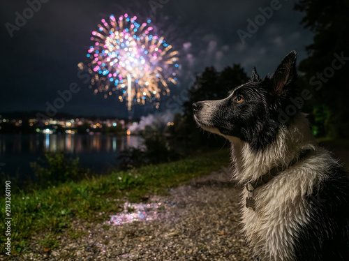 Border collie watching fireworks burst over a lake on a dark night path