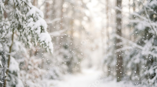 Snow falling through tall evergreen trees