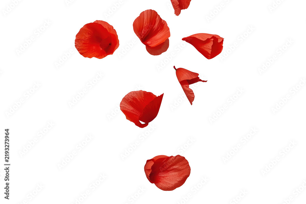 Fototapeta premium Scattered red rose petal arrangement with crisp visual treatment