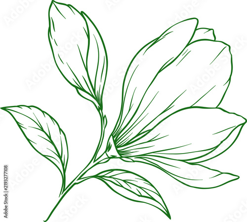 Hand Drawn Magnolia Flower and Botanical Line Art