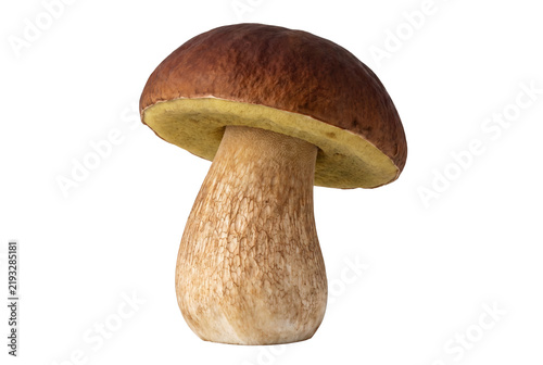 Foto Single Fresh Porcini Mushroom with Thick Stem and Brown Cap