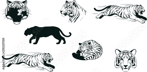Photography Hand Drawn Tiger Vector Icon Set Featuring Running Stalking Sleeping and Roaring