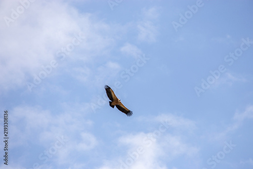 Foto Majestic eagle flying high in the blue sky with clouds wildlife bird background