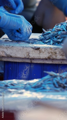 Hands in blue gloves sorting fresh anchovies on a cutting surface at a fish market. Dockside commerce.