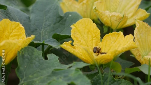 Bee collecting nectar on yellow zucchini flowers amid dense green garden leaves. Pollination support.