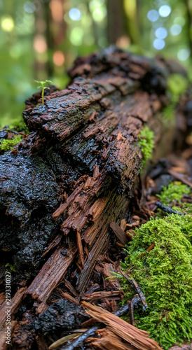 Decomposition of a Fallen Tree: A macro shot reveals the intricate textures and colors of a decaying log on a forest floor, covered in vibrant green moss.