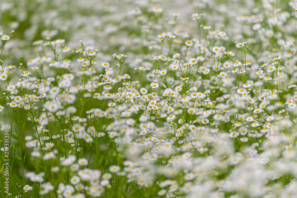 Fototapeta premium Endless white daisies dance in a gentle breeze under the warm sun in a lush green meadow