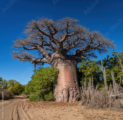 Fotografie Fony Baobab (Adansonia rubrostipa) on the side of a dirt road in the Spiny Fores
