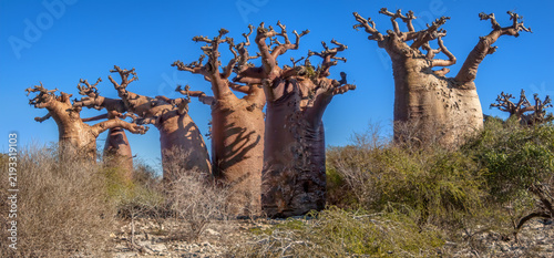 Obraz na płótnie Baobab Trees (Adansonia grandidieri) in the Mikea Forest of Southwest Madagascar