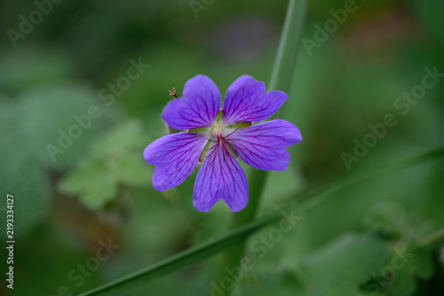 Close-Up of a Geranium Flower with Delicate Petals