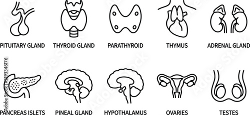 Foto Human endocrine system glands line icons featuring pituitary thyroid parathyroid