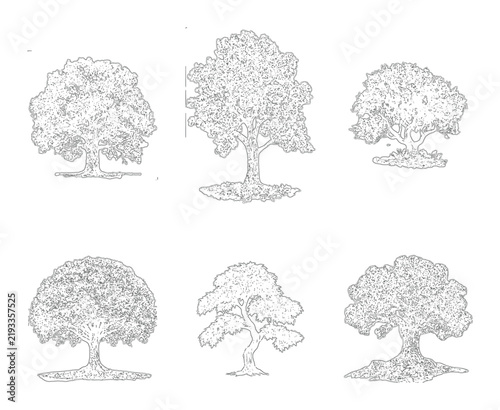 Six diverse deciduous trees during spring in detailed outline against white background
