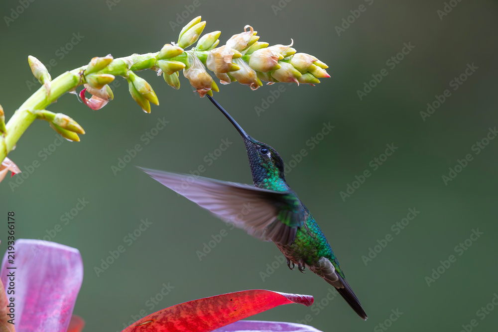 Obraz premium Magnificent Hummingbird (Eugenes fulgens) male flying to get nectar from a beomelia in the rainforest in San Gerardo del dota, Savegre, Costa Rica