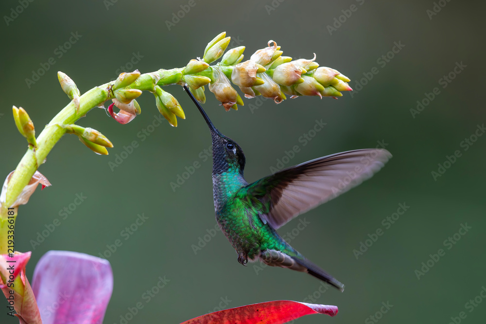 Obraz premium Magnificent Hummingbird (Eugenes fulgens) male flying to get nectar from a beomelia in the rainforest in San Gerardo del dota, Savegre, Costa Rica