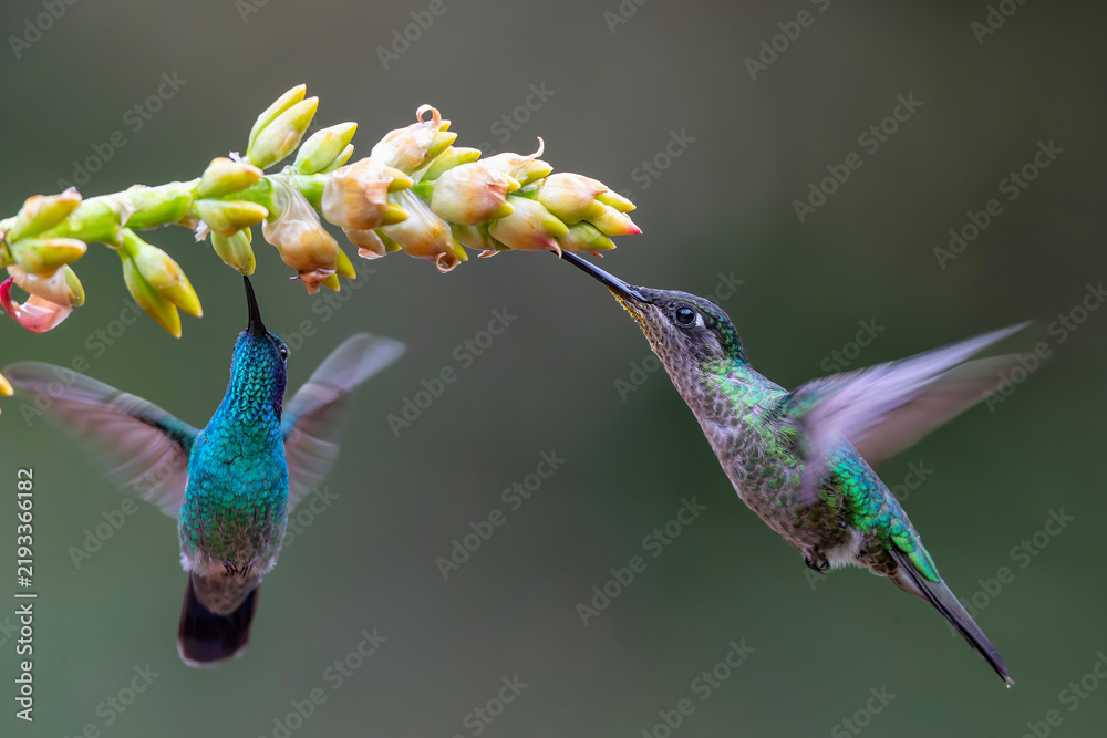 Fototapeta premium Magnificent Hummingbird (Eugenes fulgens) male flying to get nectar from a beomelia in the rainforest in San Gerardo del dota, Savegre, Costa Rica