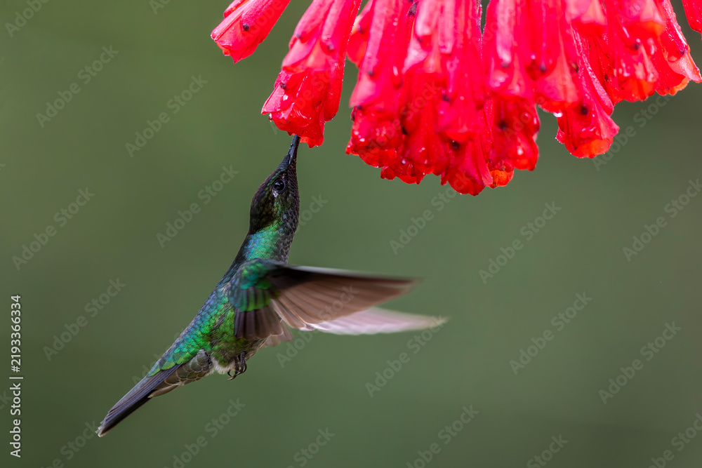 Obraz premium Magnificent Hummingbird (Eugenes fulgens) male flying to get nectar from a beomelia in the rainforest in San Gerardo del dota, Savegre, Costa Rica