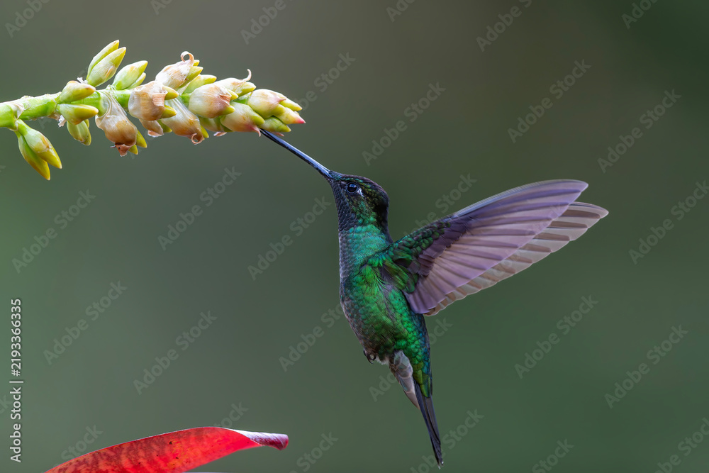 Obraz premium Magnificent Hummingbird (Eugenes fulgens) male flying to get nectar from a beomelia in the rainforest in San Gerardo del dota, Savegre, Costa Rica