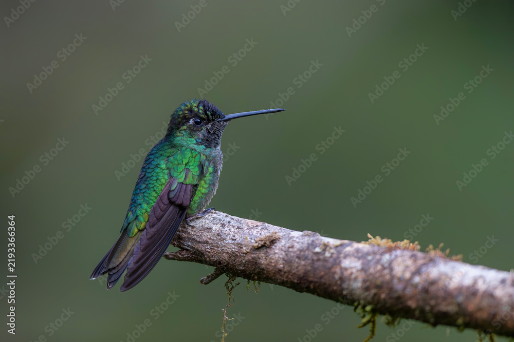 Fototapeta premium Magnificent Hummingbird (Eugenes fulgens) male flying to get nectar from a beomelia in the rainforest in San Gerardo del dota, Savegre, Costa Rica