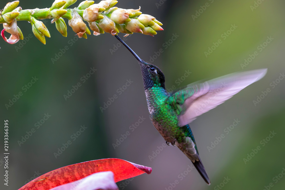 Fototapeta premium Magnificent Hummingbird (Eugenes fulgens) male flying to get nectar from a beomelia in the rainforest in San Gerardo del dota, Savegre, Costa Rica